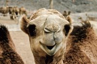 Silly Camel