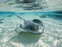stingray
