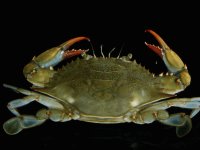 crab
