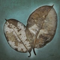 leaves