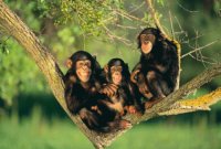 Silly monkeys