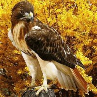 EL HALCON