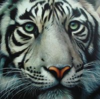 Tigre