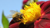 Bee