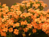 Flores naranjas