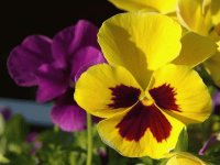 Flores