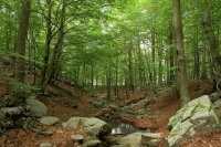 Montseny, Catalunya 1