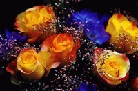 yellow and blue roses