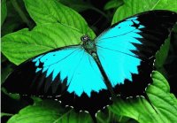 borboleta