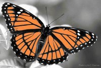 borboleta