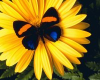borboleta