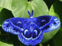 Mariposa