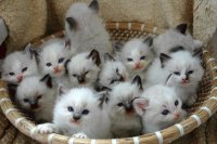 Gatitos