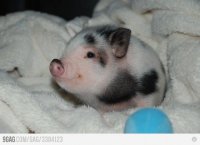 Little Pig