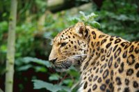 Jaguar.