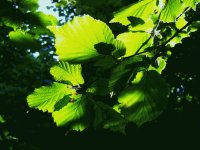 Leaves.