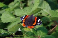 Red Admiral.