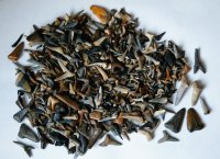 Fossil sharks teeth.