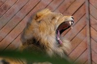 Yawn.