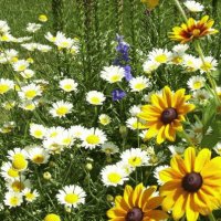 daisies