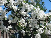 apple blooms