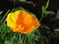 poppy