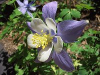 columbine