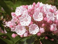 kalmia