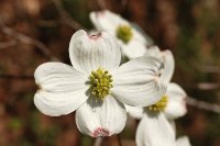 dogwood