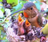 Colibríes
