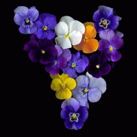 petunias