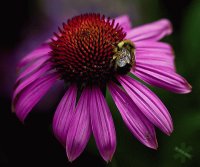 bumble bee