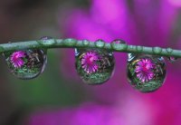 drops