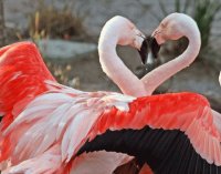 Flamencos