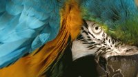 Guacamayo