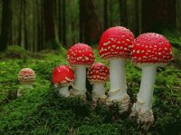 Hongos