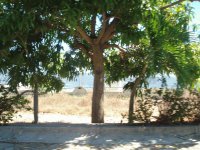 el campo