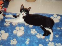 sylvester