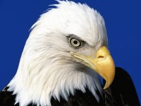 aguila