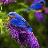 Pajaros