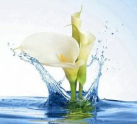 water lily