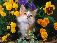 GATO