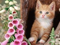 GATO