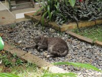 Gato gris