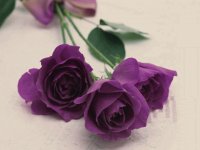 violet rose