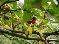 Frutos peligrosos