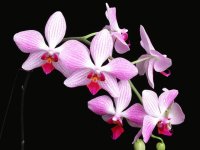 HERMOSSAS
