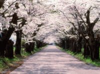 cherry trees