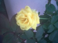 YELLOW ROSE