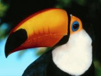 PAPAGAYO